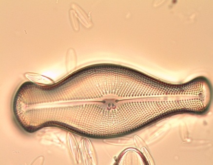 Didymosphena geminata Esempio di sp. invasiva